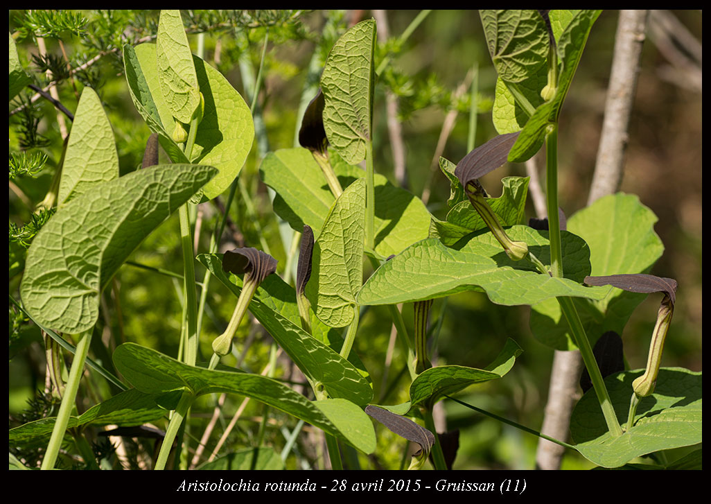 Aristolochia rotunda